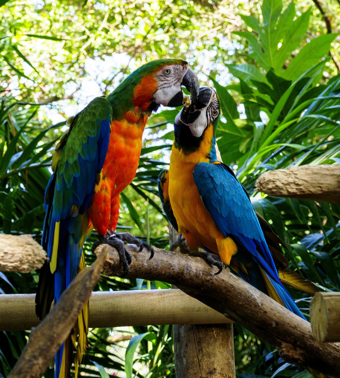 cartagena, colombia, caribbean, parrot, nature, era, animal, bird