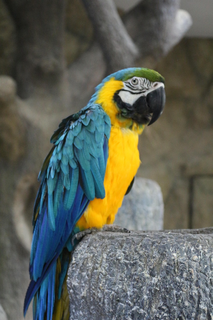 why-choose-us parrot, era, zoo, parrot, parrot, parrot, parrot, parrot